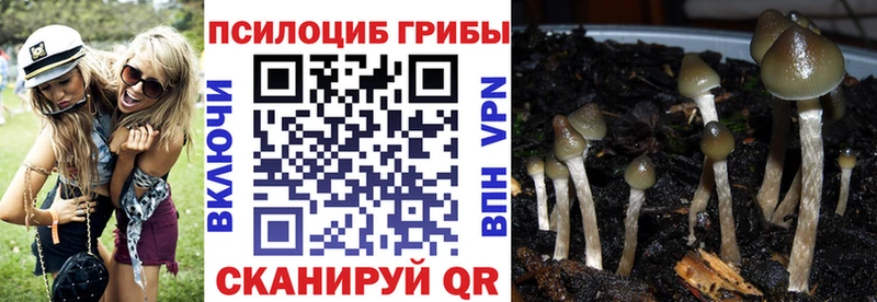 Галлюциногенные грибы прущие грибы  Купить где  Уржум 